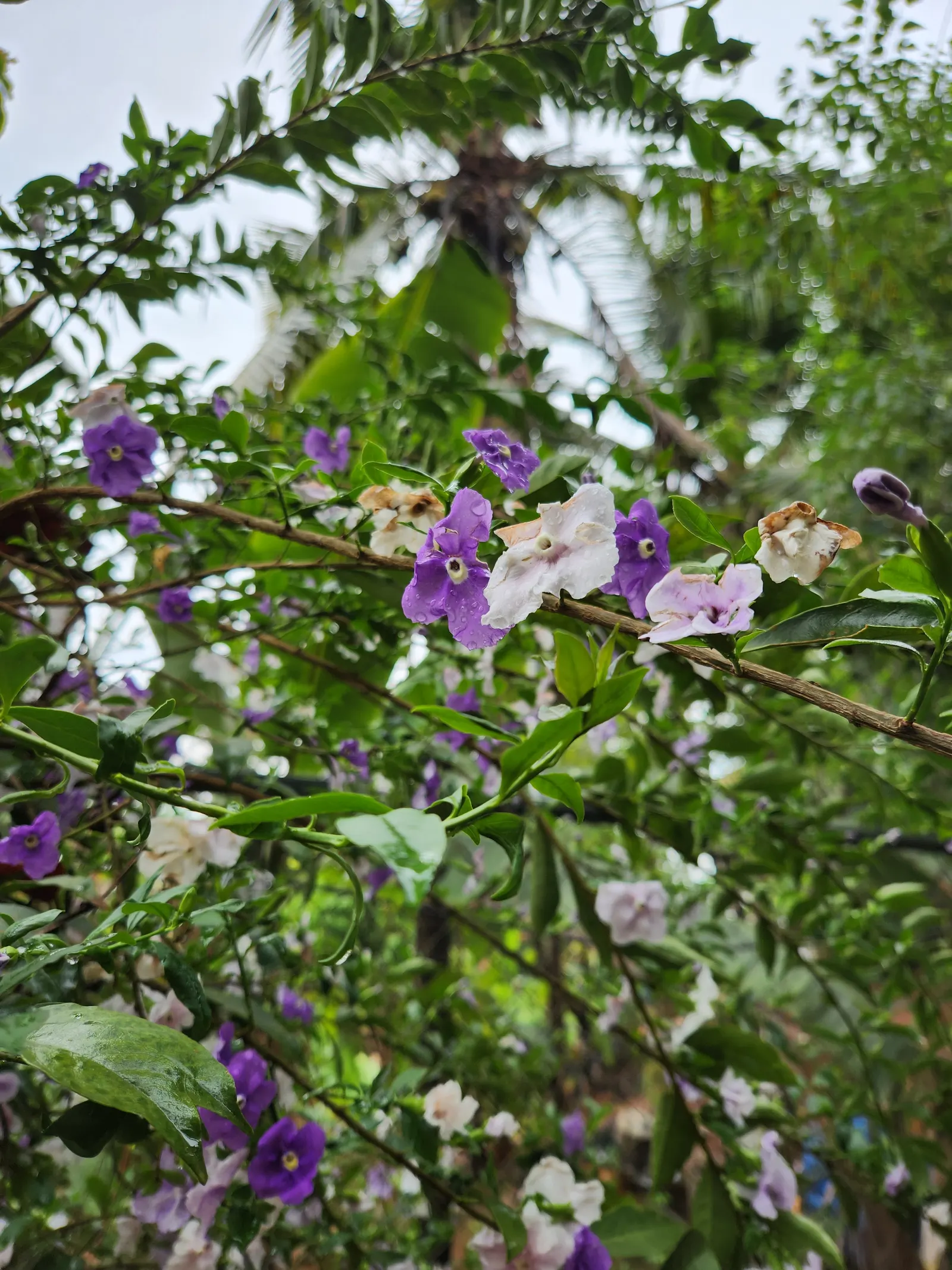 Yesterday-Today-And-Tomorrow (Brunfelsia Pauciflora) — commonly dubbed as Yesterday-Today-And-Tomorrow; it is ideally situated in an area that, image 102