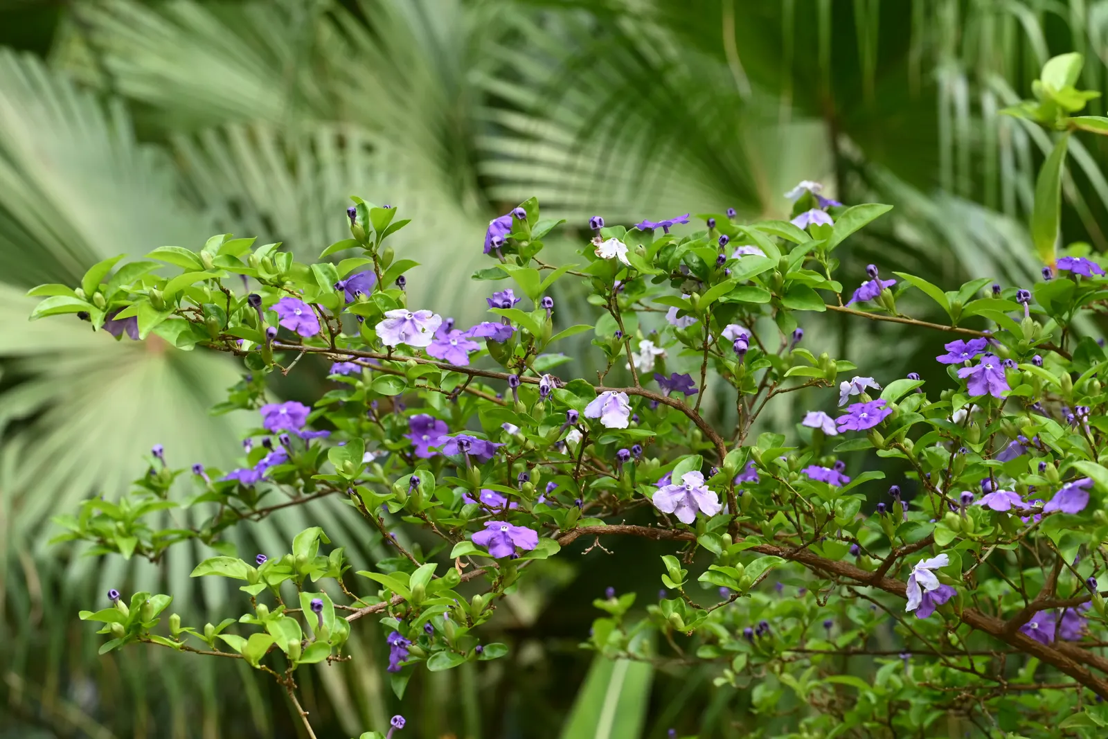 Yesterday-Today-And-Tomorrow (Brunfelsia Pauciflora) — inspires its poetic name.<br><br>Hardy in USDA zones 9 to 12; intense sunlight may scorch, image 109