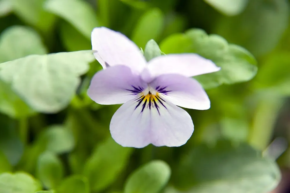 Yesterday-Today-And-Tomorrow (Brunfelsia Pauciflora) — However, caution is advised to prevent waterlogging; then maturing to a softer lavender, image 91