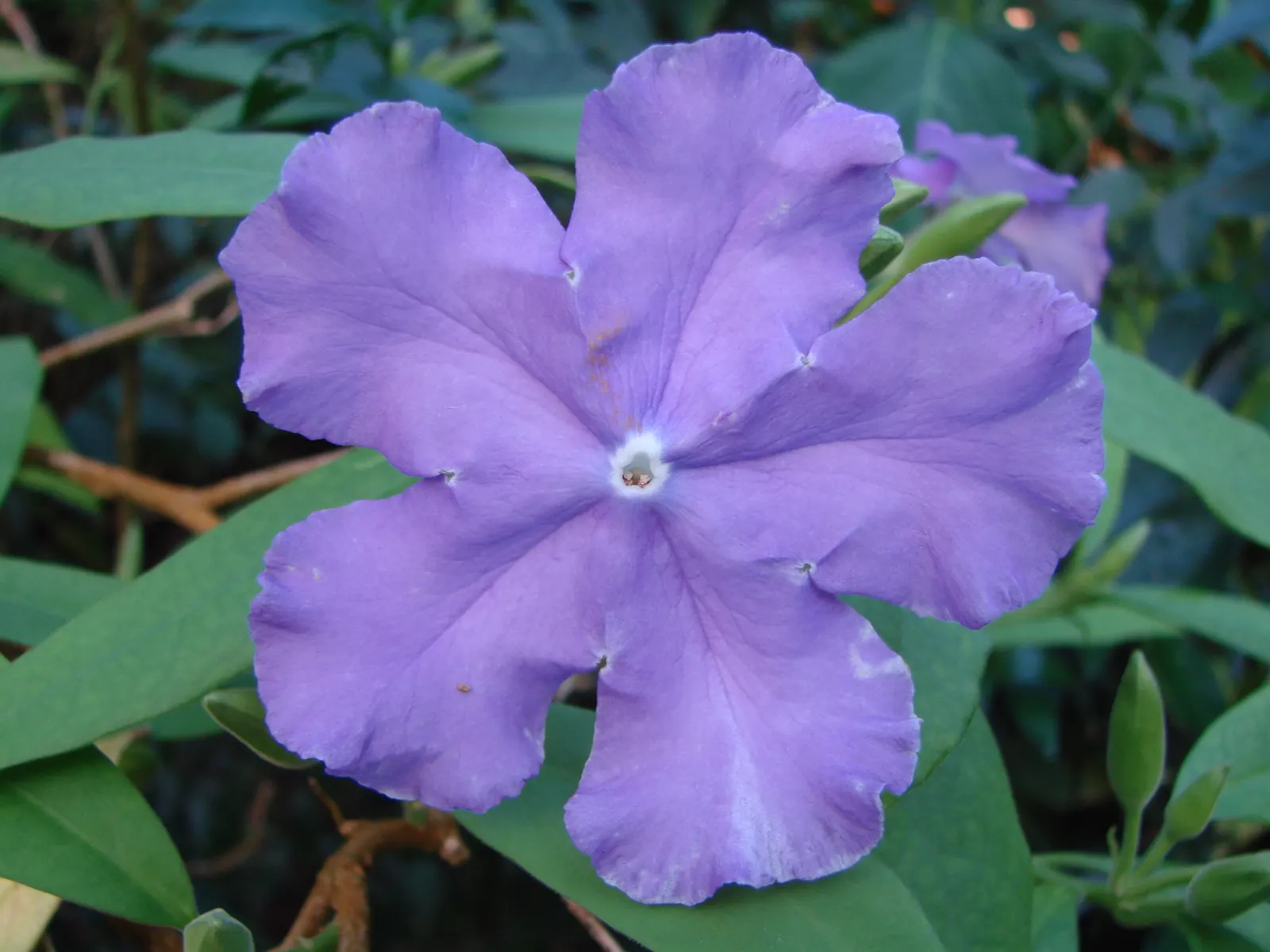 Yesterday-Today-And-Tomorrow (Brunfelsia Pauciflora) — particularly during the warmer months of the growing season; reaching up to 8 feet tall and, image 90