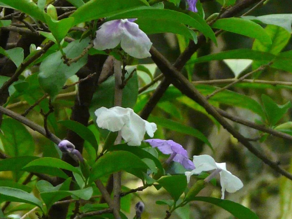 Yesterday-Today-And-Tomorrow (Brunfelsia Pauciflora) — Ideal for borders or as a focal point in warm-climate gardens; creating an ongoing visual, image 101