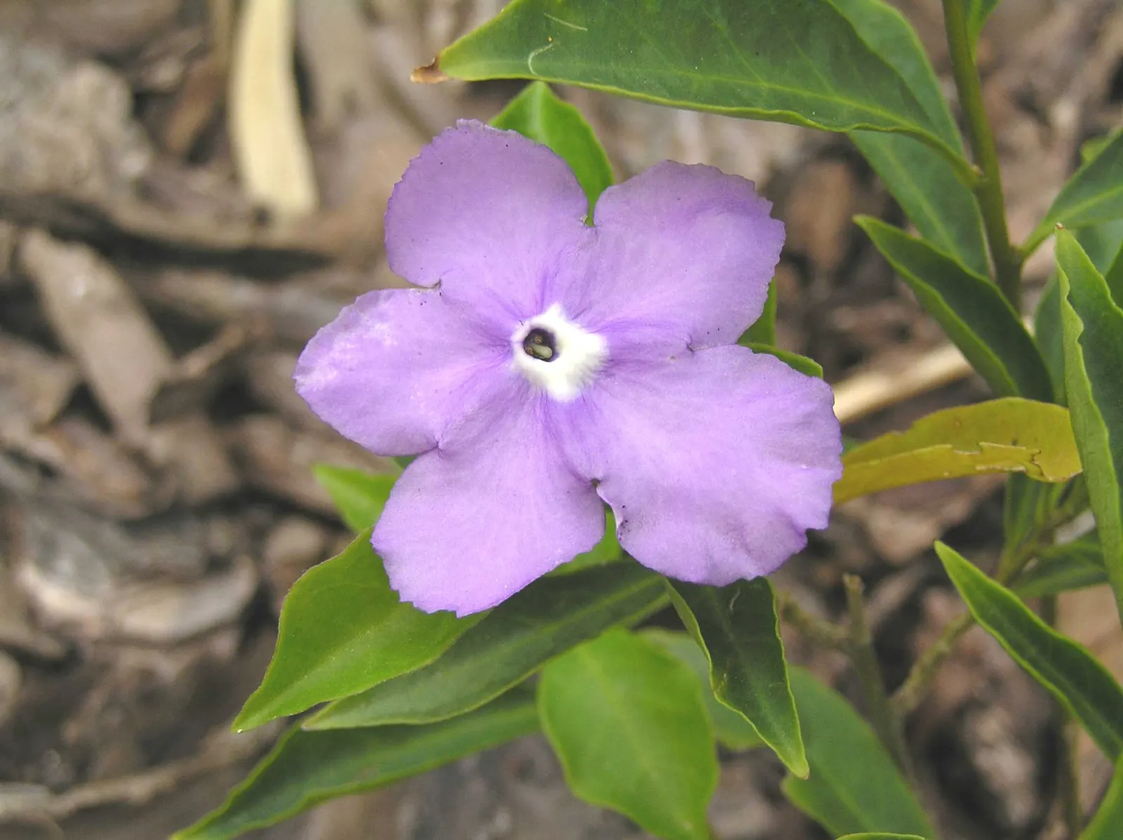 Yesterday-Today-And-Tomorrow (Brunfelsia Pauciflora) — this shrub reaches a prolific size of approximately 4 to 8 feet in height and spreads around, image 65