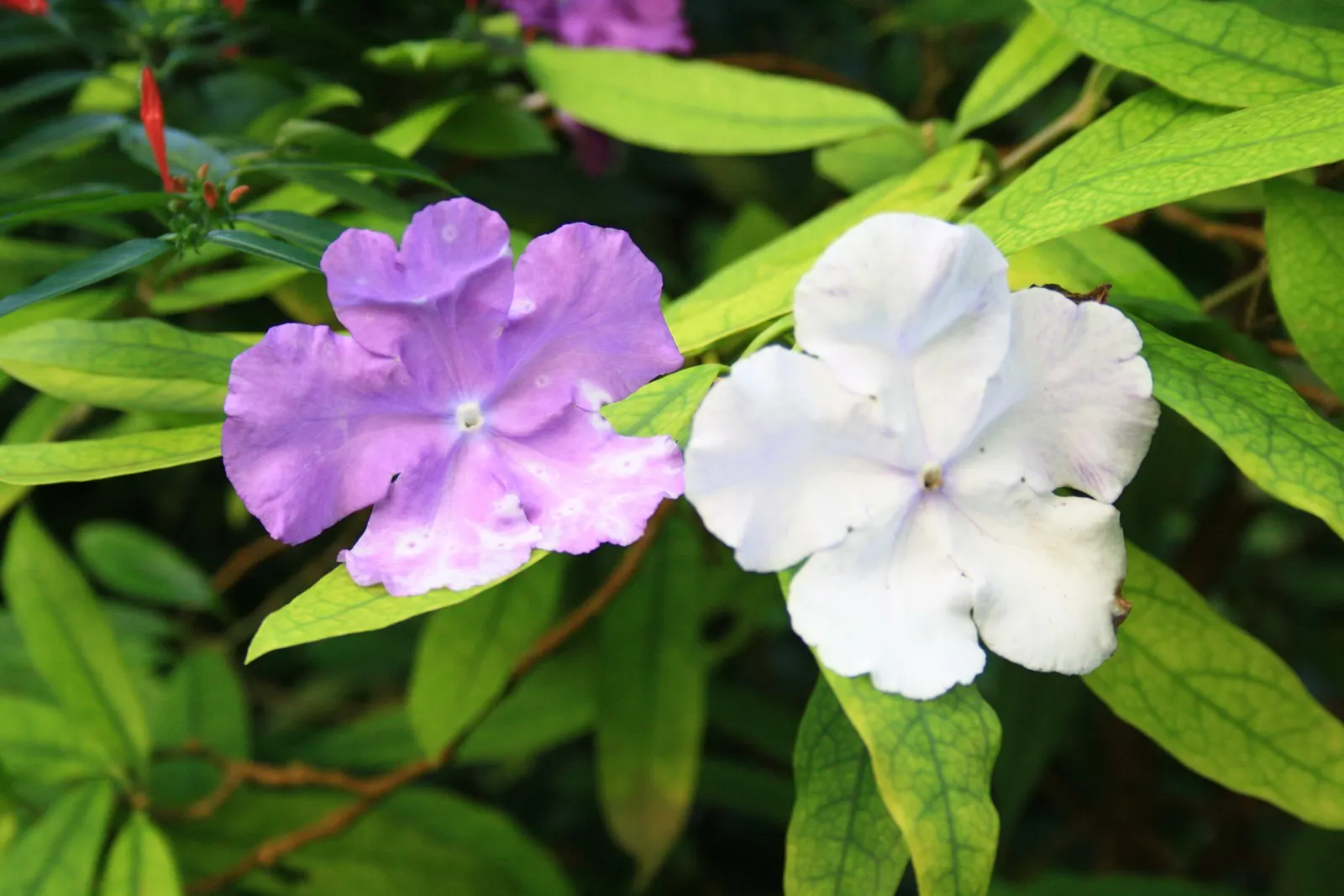 Yesterday-Today-And-Tomorrow (Brunfelsia Pauciflora) — creating an ongoing visual delight for the discerning gardener; ideal for borders or as a, image 56
