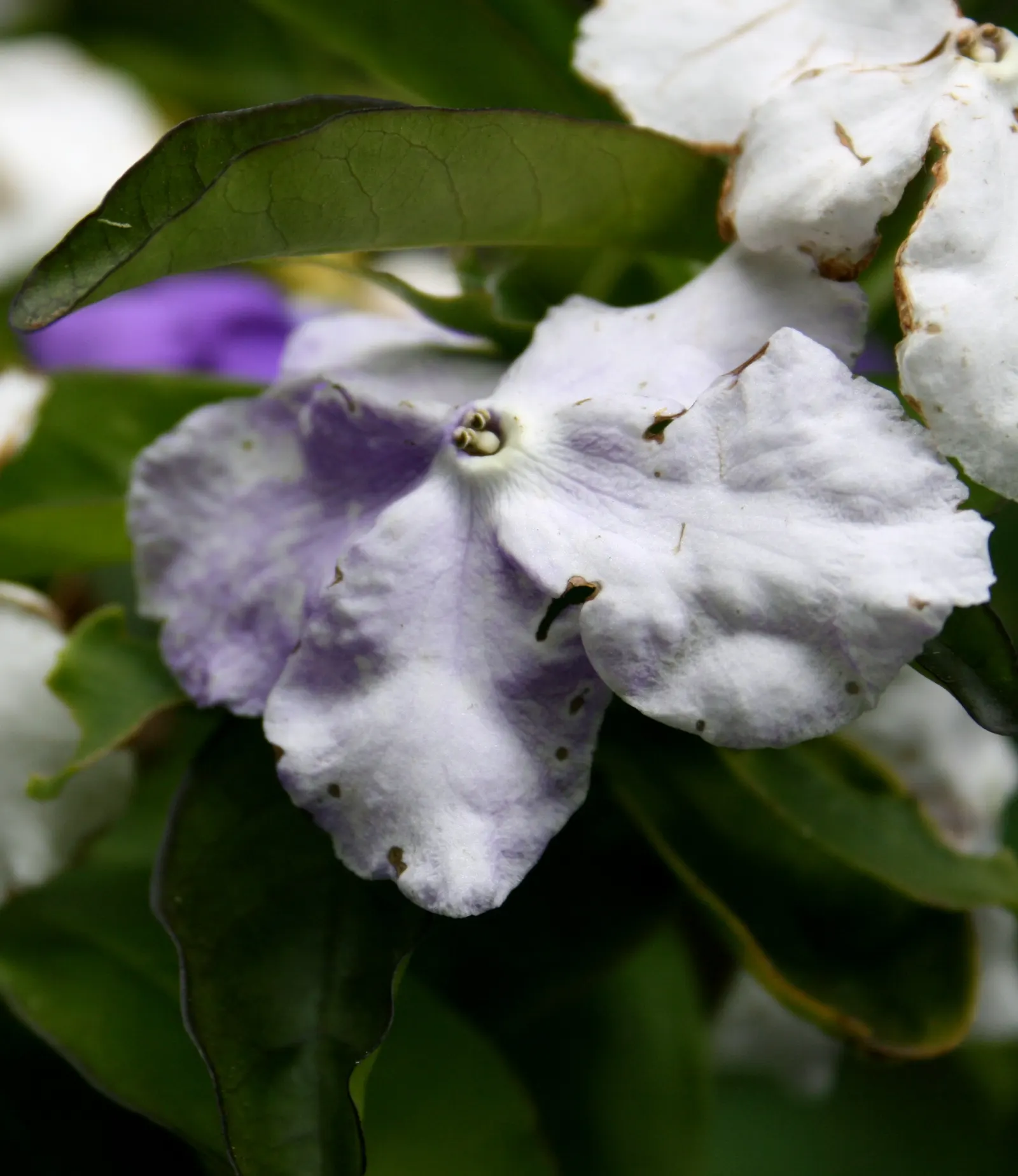 Yesterday-Today-And-Tomorrow (Brunfelsia Pauciflora) — Plant in fertile, well-drained soil and water moderately; the Yesterday-Today-and-Tomorrow (Brunfelsia