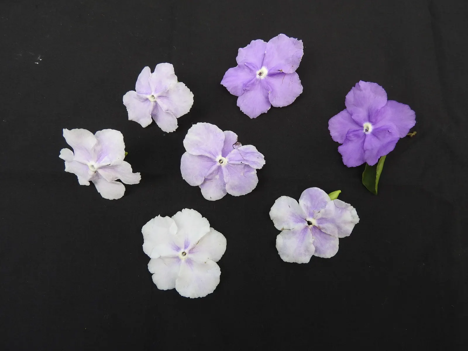 Yesterday-Today-And-Tomorrow (Brunfelsia Pauciflora) — particularly during the warmer months of the growing season; reaching up to 8 feet tall and 5 feet wide
