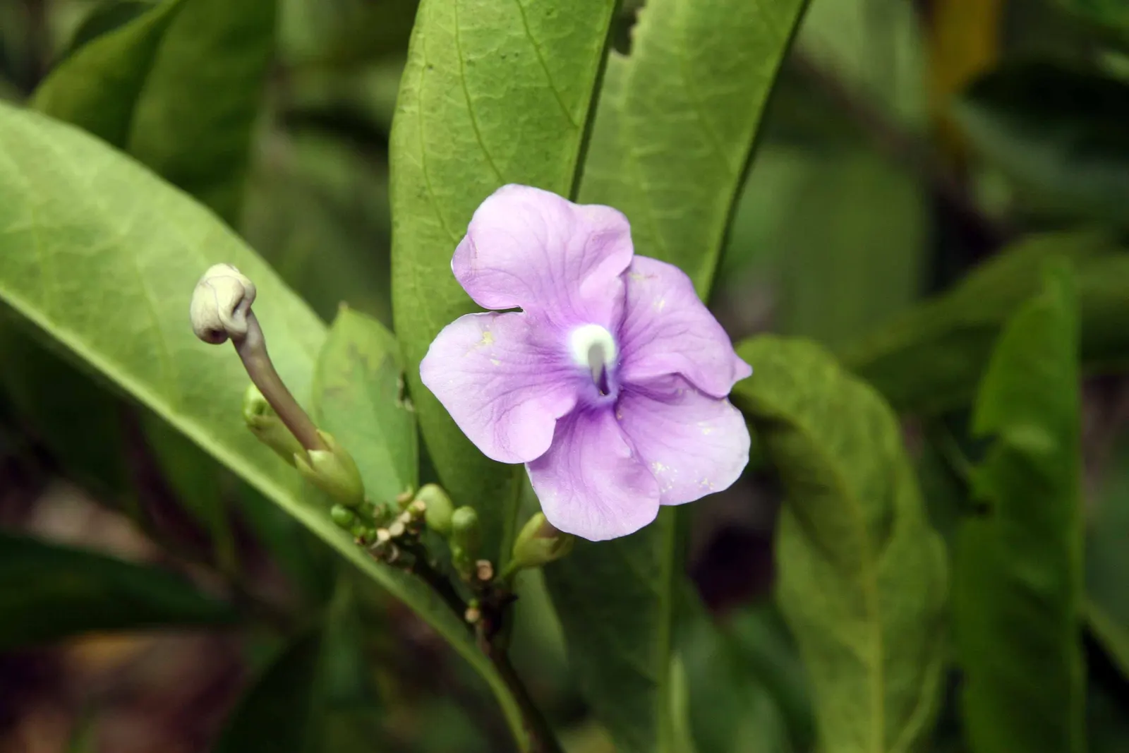 Yesterday-Today-And-Tomorrow (Brunfelsia Pauciflora) — shrub for half or shade; offering a multisensory experience of fragrant flowers and dynamic, image 120