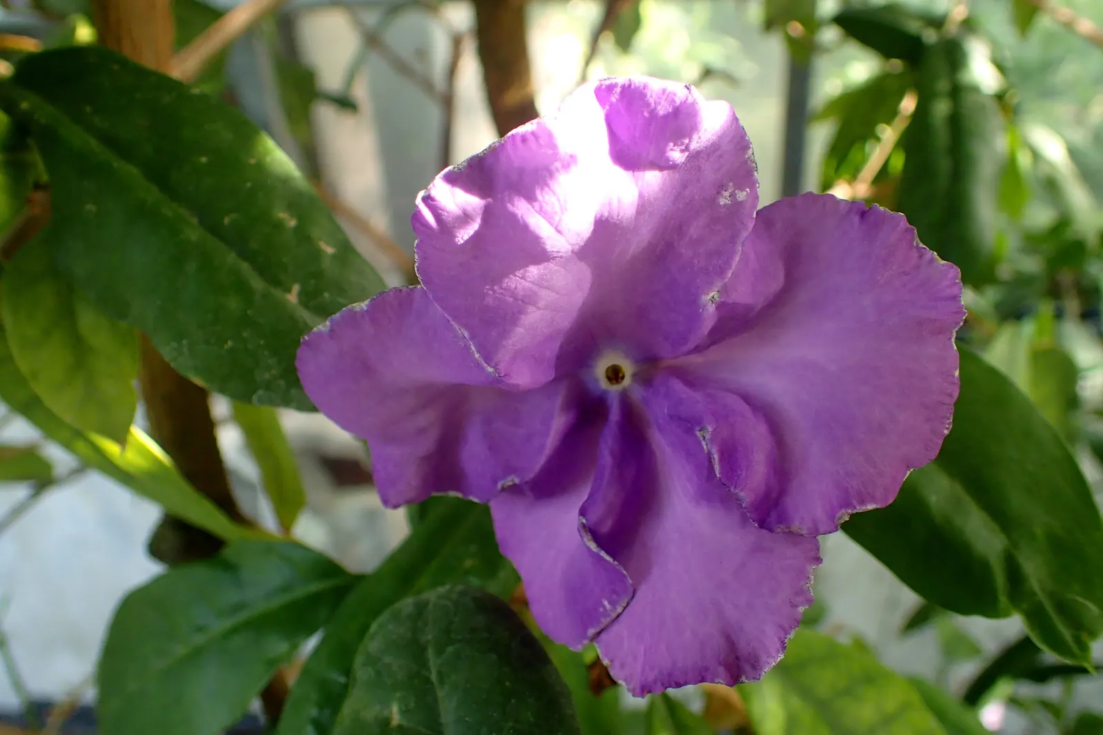 Yesterday-Today-And-Tomorrow (Brunfelsia Pauciflora) — this shrub reaches a prolific size of approximately 4 to 8 feet in height and spreads around, image 89