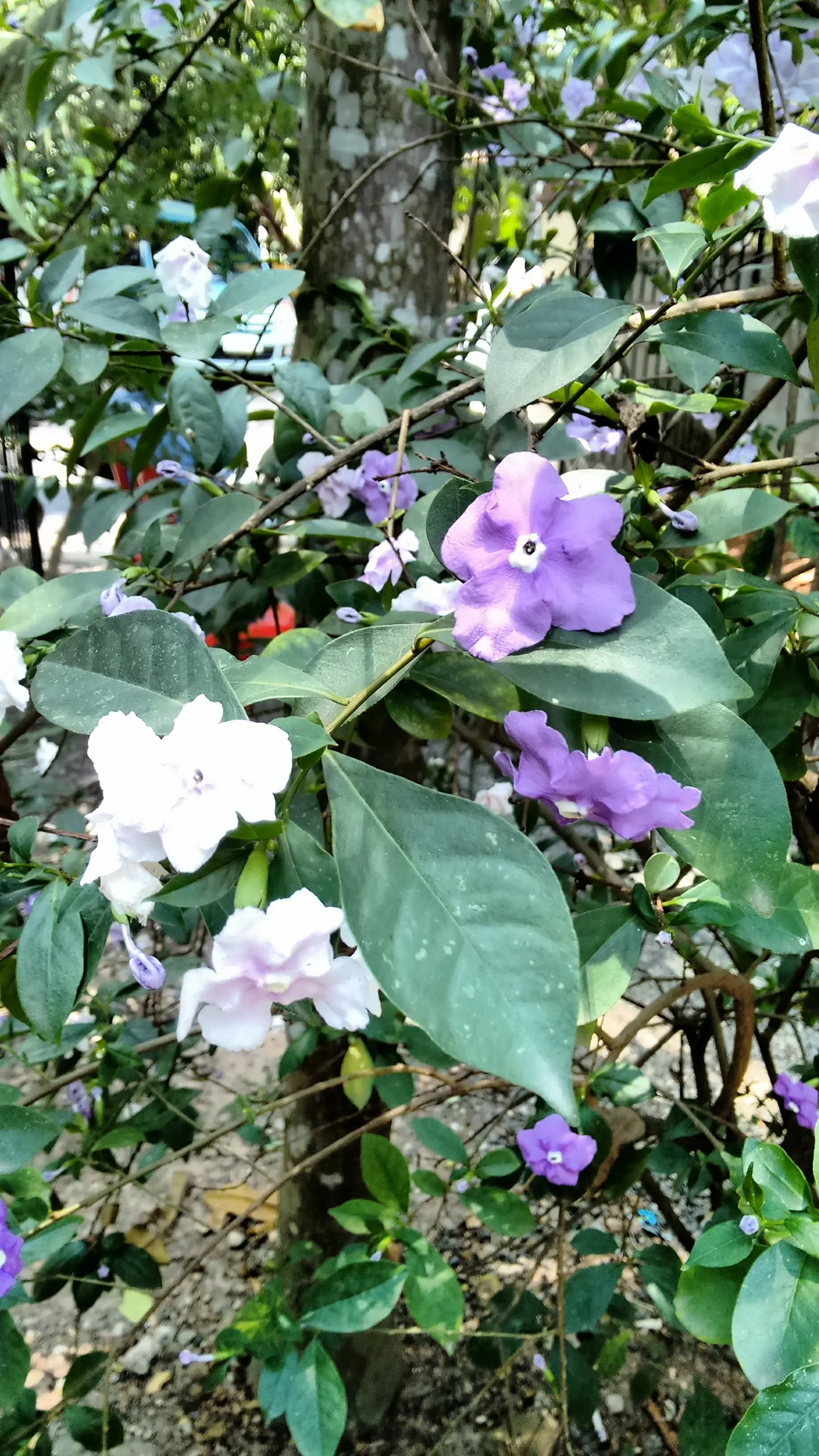 Yesterday-Today-And-Tomorrow (Brunfelsia Pauciflora) — creating an ongoing visual delight for the discerning gardener; ideal for borders or as a focal point in