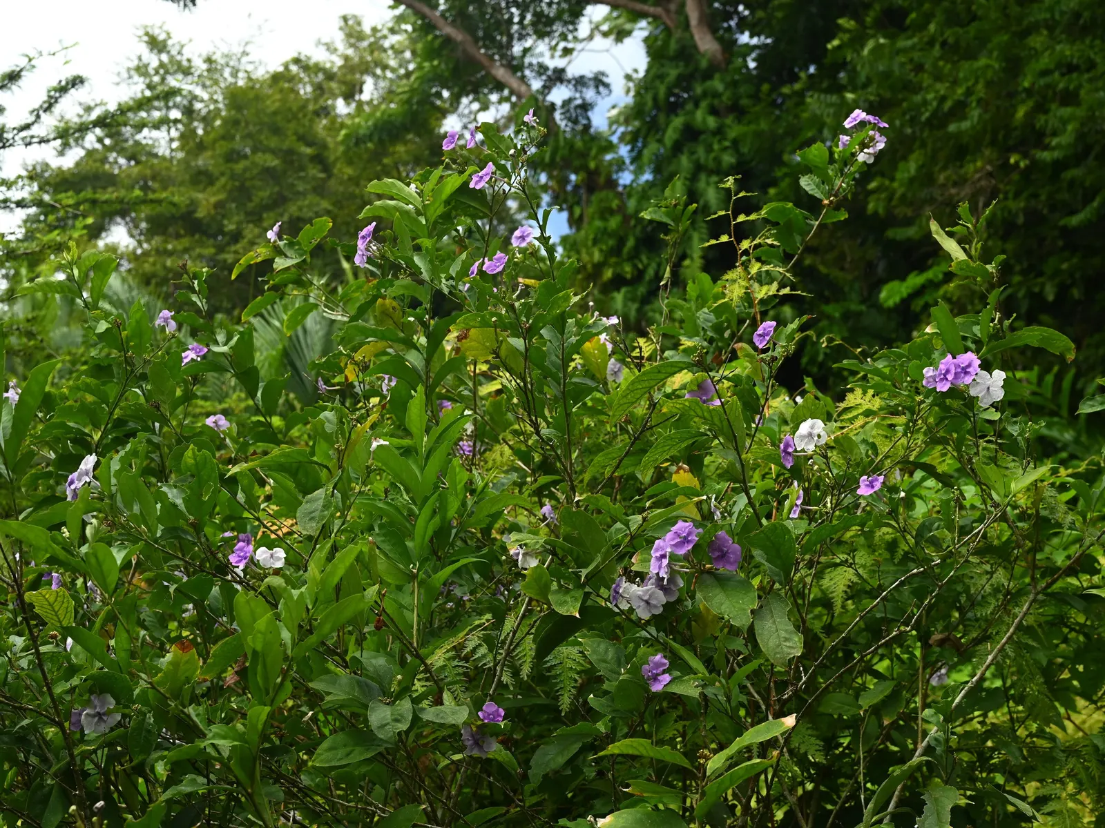 Yesterday-Today-And-Tomorrow (Brunfelsia Pauciflora) — It is ideally situated in an area that receives filtered sunlight or partial shade