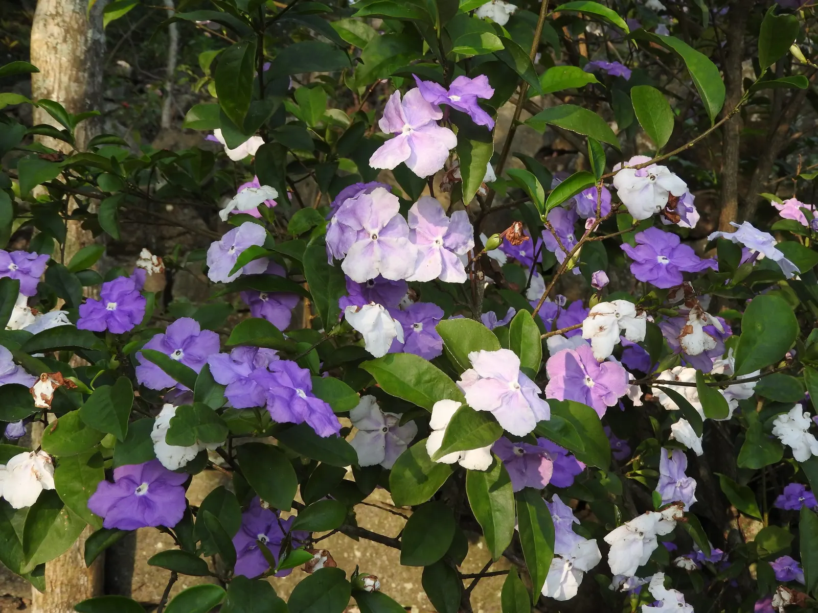 Yesterday-Today-And-Tomorrow (Brunfelsia Pauciflora) — shrub with multi-colored and violet blooms; the Brunfelsia pauciflora thrives best when planted in