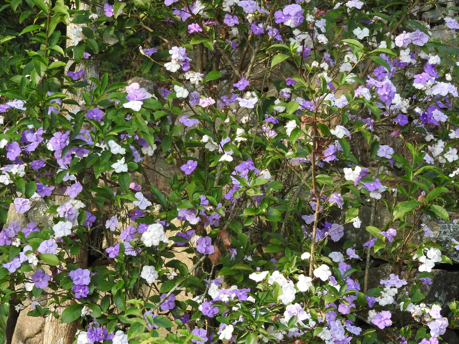 Yesterday-Today-And-Tomorrow (Brunfelsia Pauciflora) — the Brunfelsia pauciflora thrives best when planted in well-drained soil enhanced with, image 38