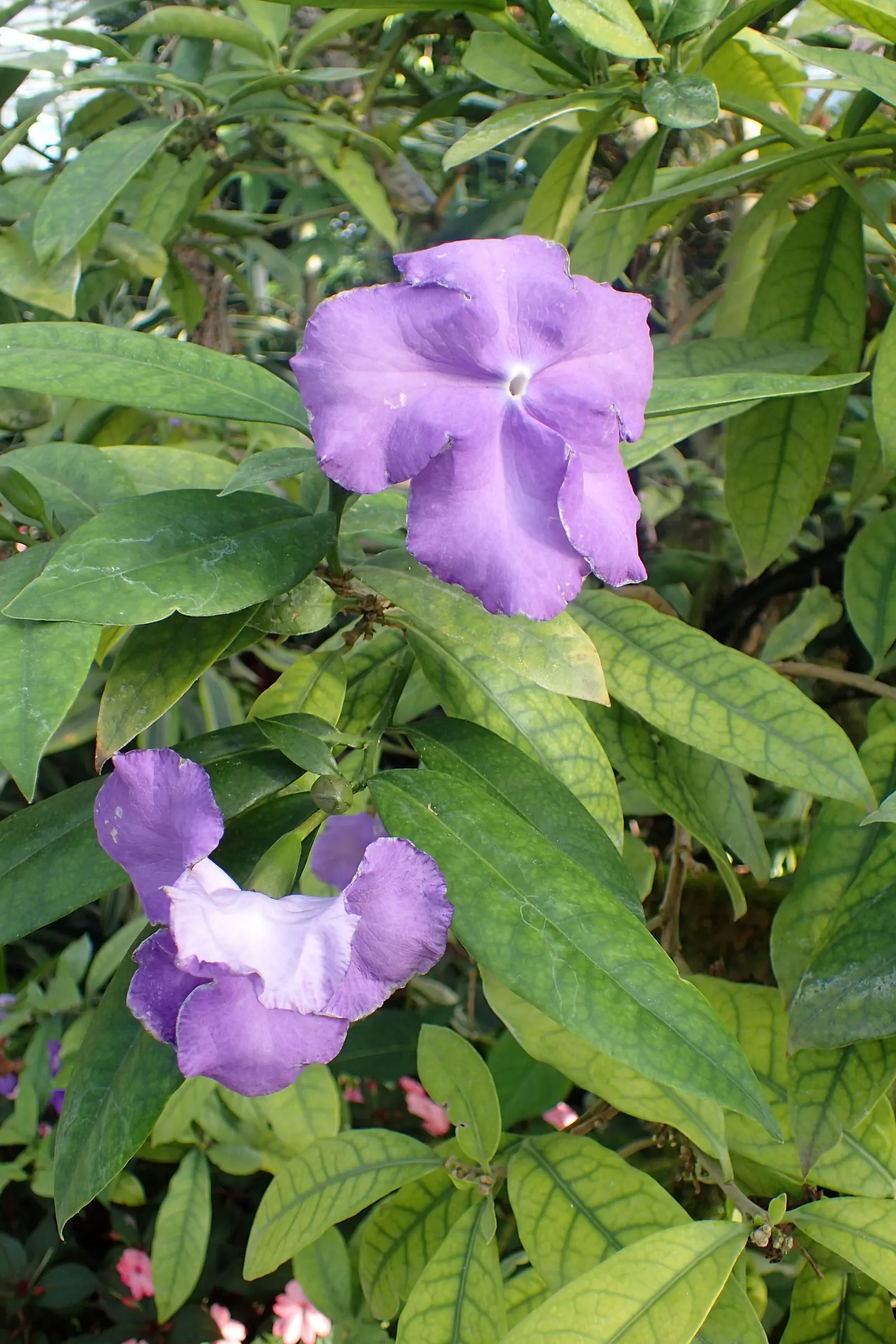Yesterday-Today-And-Tomorrow (Brunfelsia Pauciflora) — lends an ever-changing palette of colors to the landscape; multi-colored and violet flowers in the garden