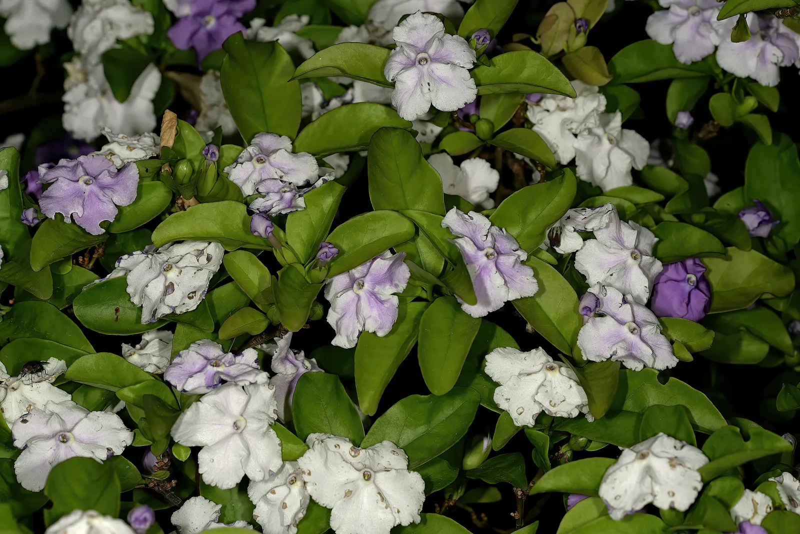 Yesterday-Today-And-Tomorrow (Brunfelsia Pauciflora) — Reaching up to 8 feet tall and 5 feet wide, it thrives in USDA zones 9-12 with partial to, image 123