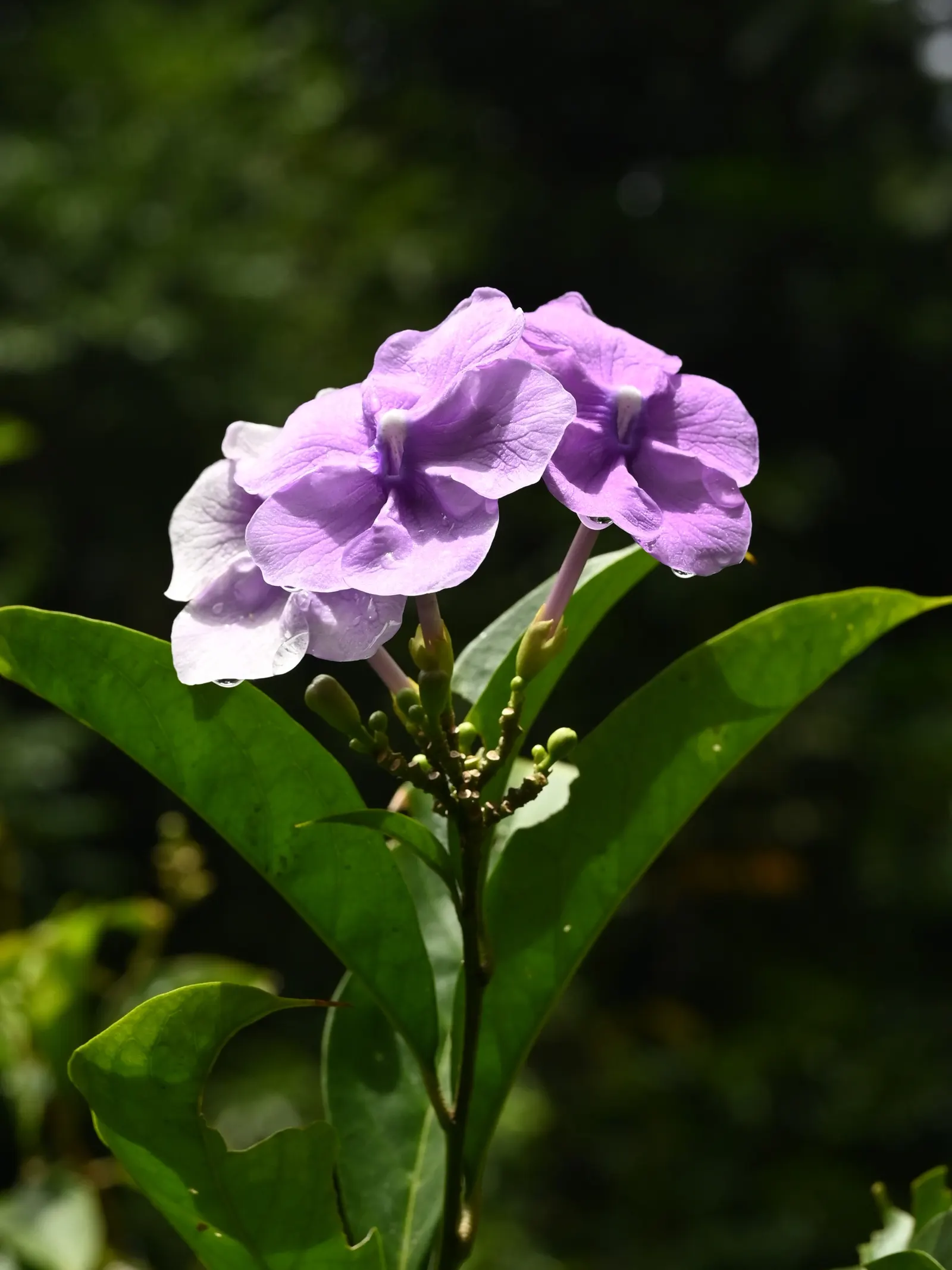 Yesterday-Today-And-Tomorrow (Brunfelsia Pauciflora) — slow-release fertilizer may be applied in spring and midsummer to sustain its nutritional requirements