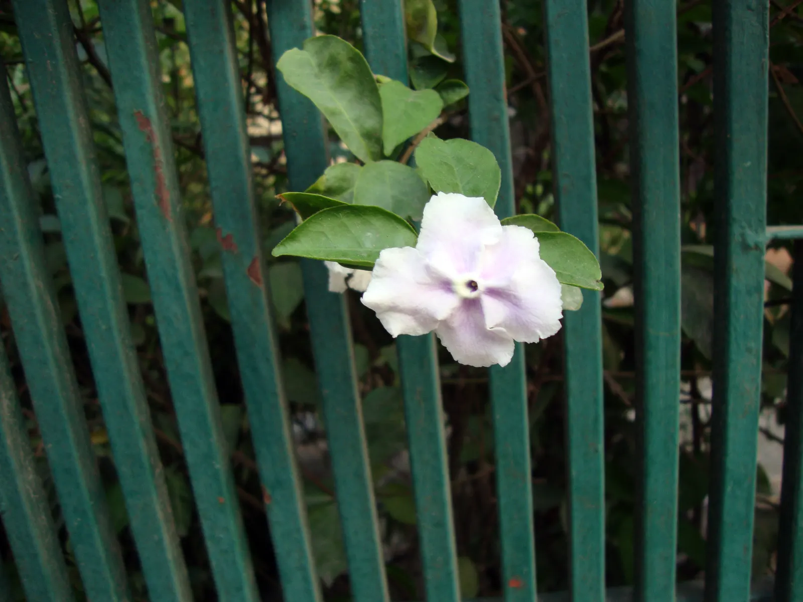Yesterday-Today-And-Tomorrow (Brunfelsia Pauciflora) — It is ideally situated in an area that receives filtered sunlight or partial shade; commonly dubbed as