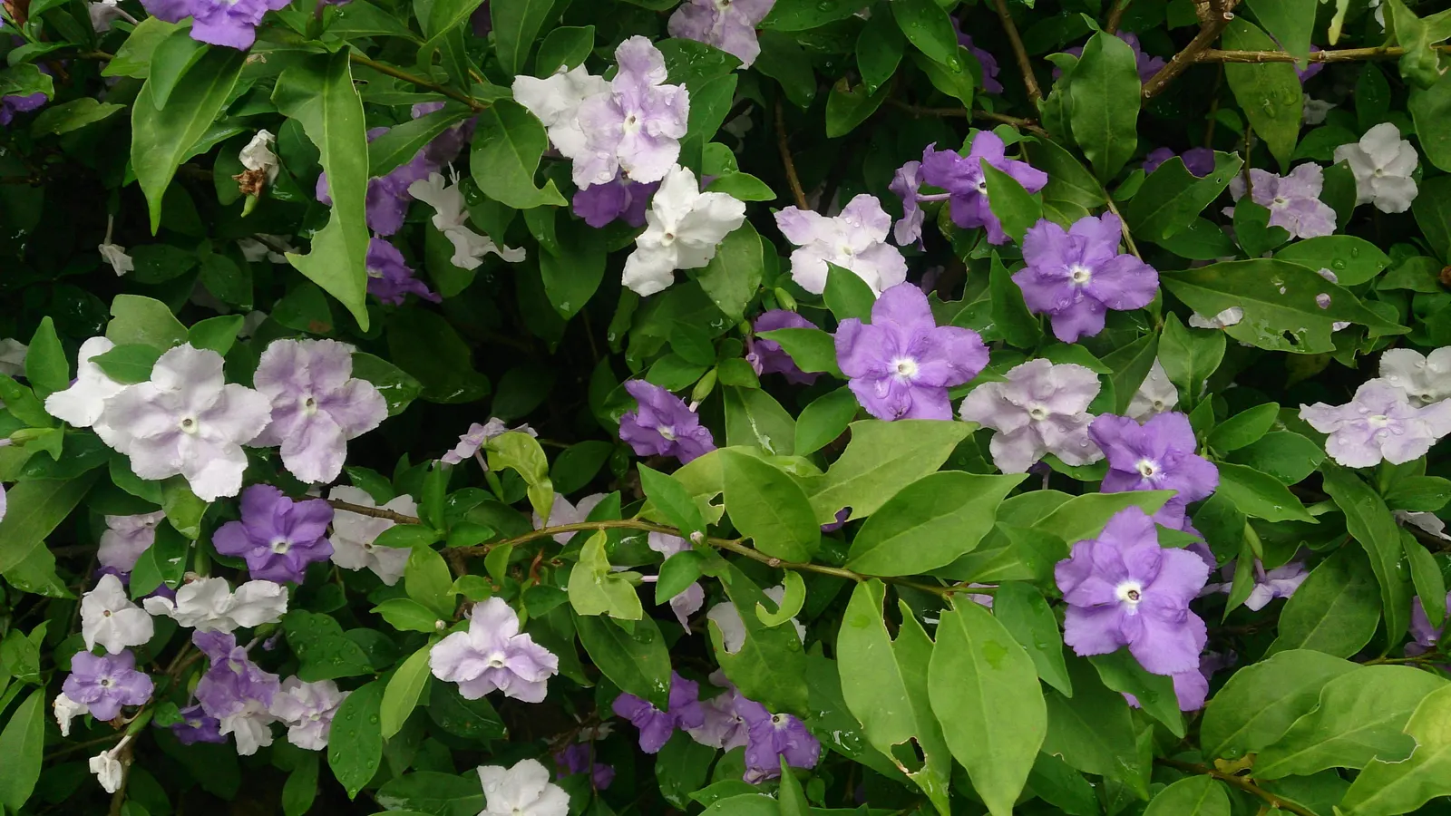 Yesterday-Today-And-Tomorrow (Brunfelsia Pauciflora) — creating an ongoing visual delight for the discerning gardener; ideal for borders or as a, image 80