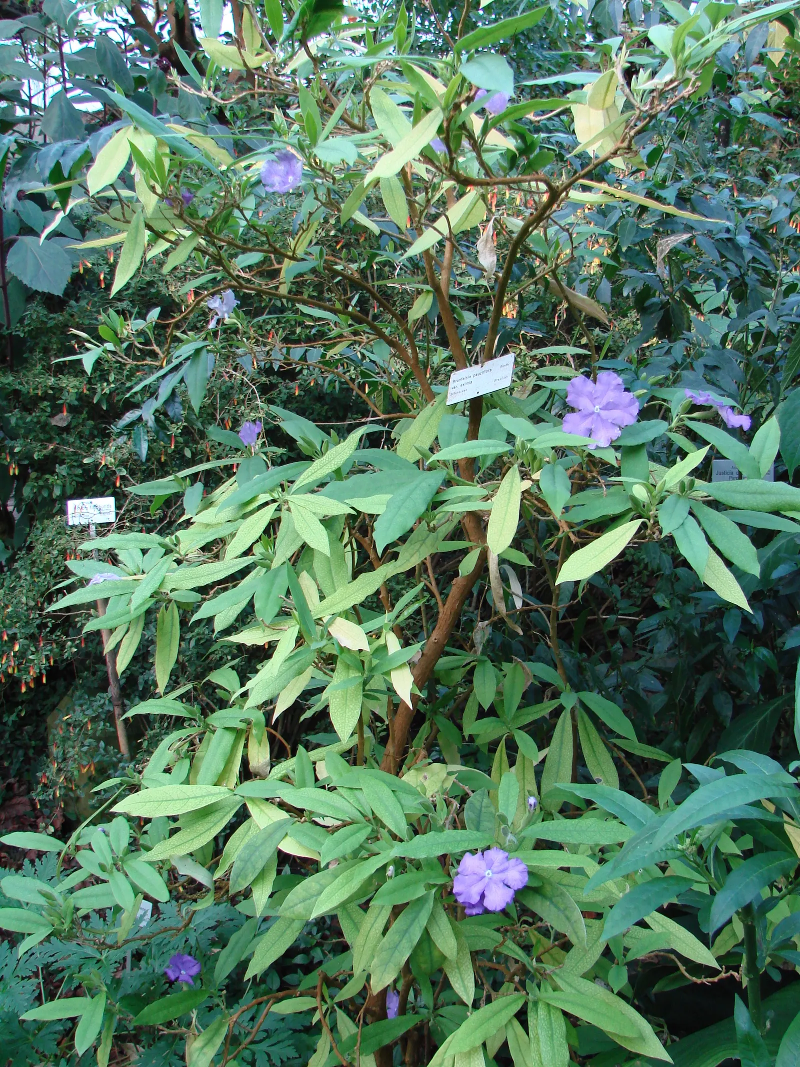 Yesterday-Today-And-Tomorrow (Brunfelsia Pauciflora) — and finally aging to a pristine white; famed for its trio of fragrant blooms that change, image 107