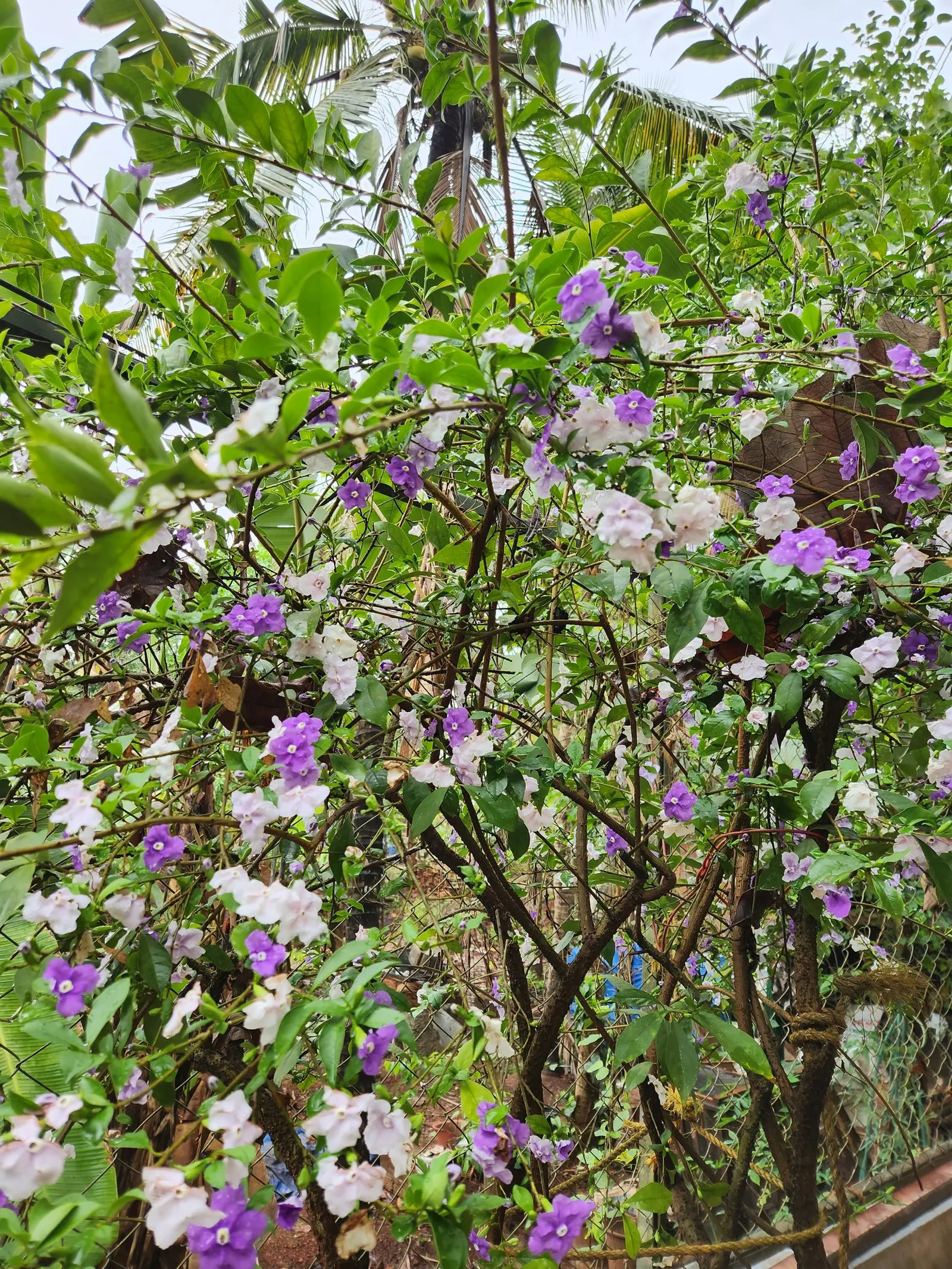 Yesterday-Today-And-Tomorrow (Brunfelsia Pauciflora) — intense sunlight may scorch its delicate flowers; inspires its poetic name.<br><br>Hardy in, image 88
