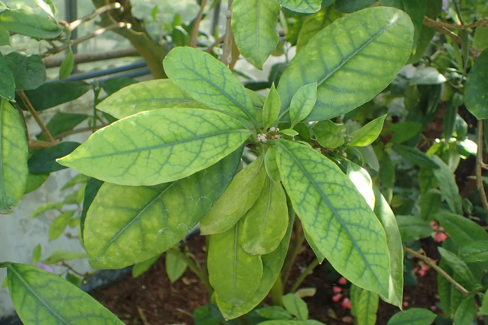 Yesterday-Today-And-Tomorrow (Brunfelsia Pauciflora) — initially unfurling a deep violet hue; echoing the passage of time, image 105