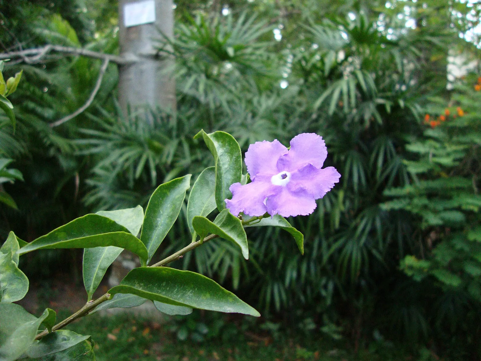Yesterday-Today-And-Tomorrow (Brunfelsia Pauciflora) — Reaching up to 8 feet tall and 5 feet wide, it thrives in USDA zones 9-12 with partial to, image 27
