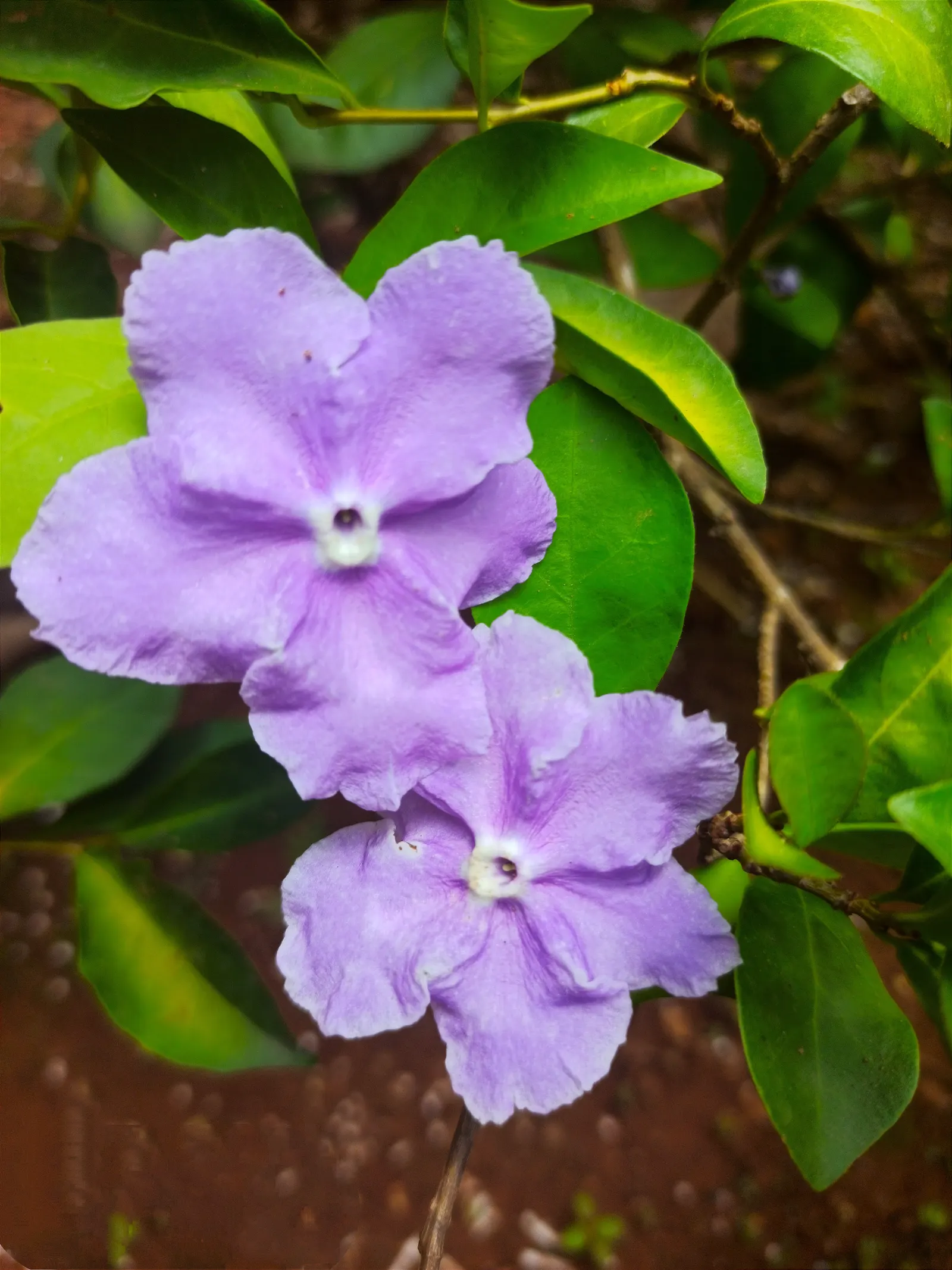 Yesterday-Today-And-Tomorrow (Brunfelsia Pauciflora) — It is ideally situated in an area that receives filtered sunlight or partial shade; commonly, image 111