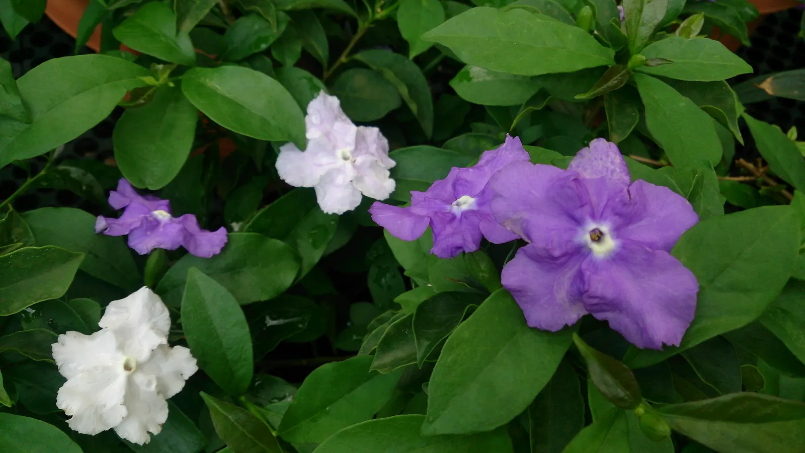 Yesterday-Today-And-Tomorrow (Brunfelsia Pauciflora) — Reaching up to 8 feet tall and 5 feet wide, it thrives in USDA zones 9-12 with partial to, image 51