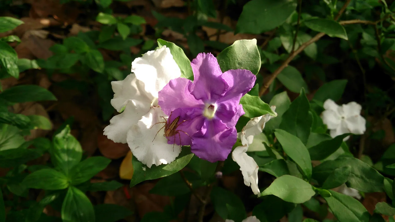 Yesterday-Today-And-Tomorrow (Brunfelsia Pauciflora) — offering a multisensory experience of fragrant flowers and dynamic color transformations in, image 93