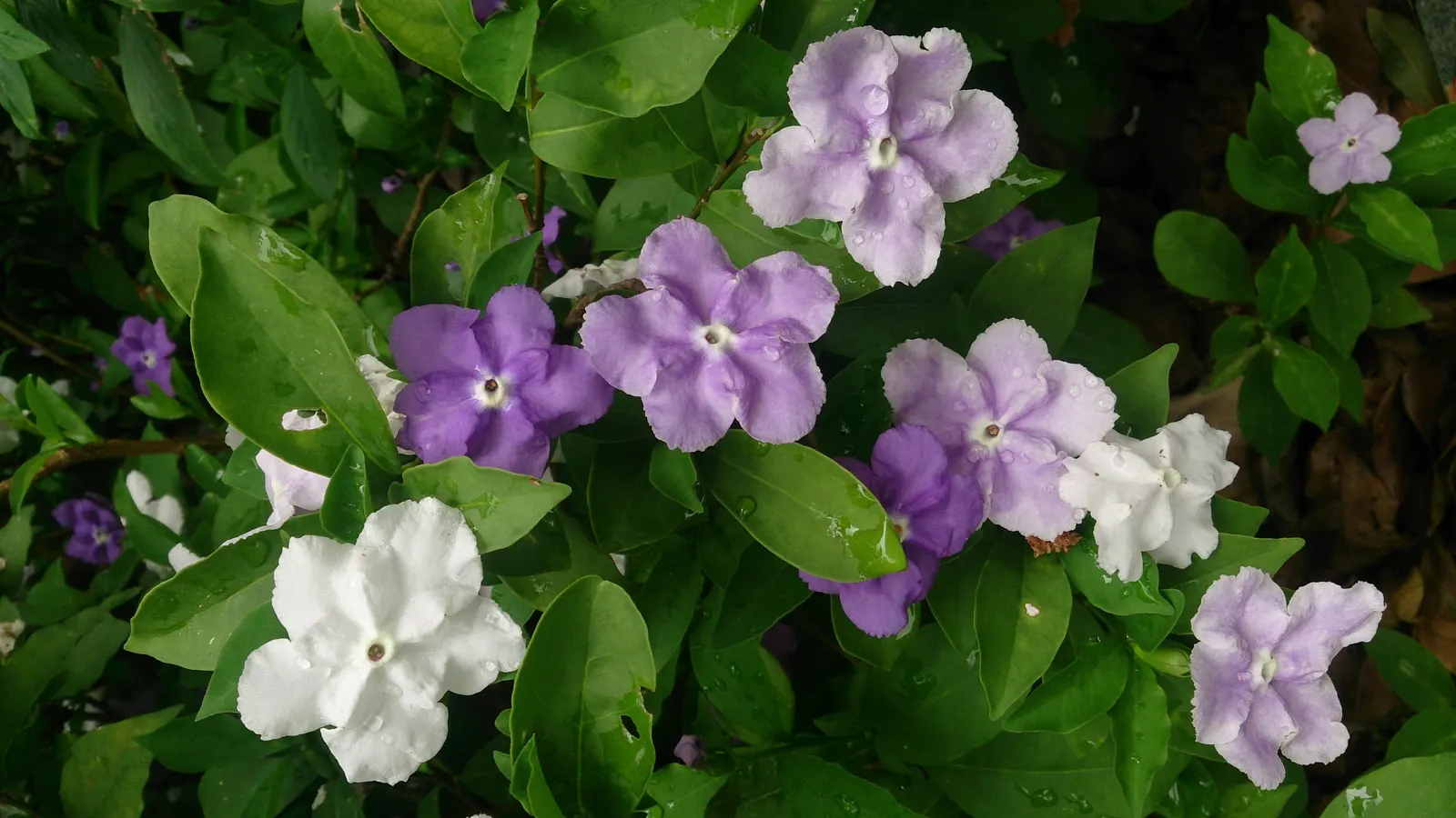Yesterday-Today-And-Tomorrow (Brunfelsia Pauciflora) — Reaching up to 8 feet tall and 5 feet wide, it thrives in USDA zones 9-12 with partial to, image 75