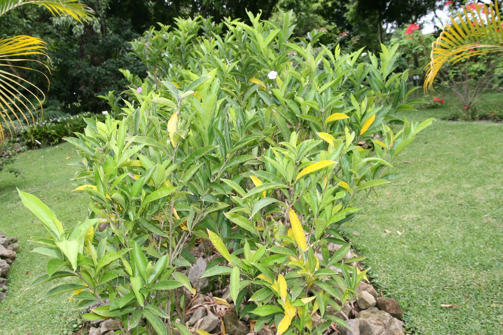 Yesterday-Today-And-Tomorrow (Brunfelsia Pauciflora) — However, caution is advised to prevent waterlogging; then maturing to a softer lavender