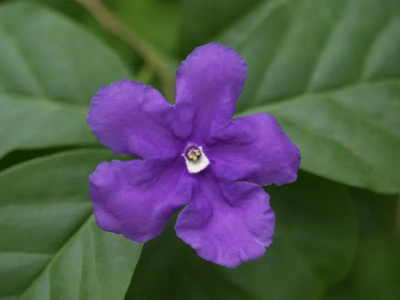 Yesterday-Today-And-Tomorrow (Brunfelsia Pauciflora) — slow-release fertilizer may be applied in spring and midsummer to sustain its nutritional, image 68