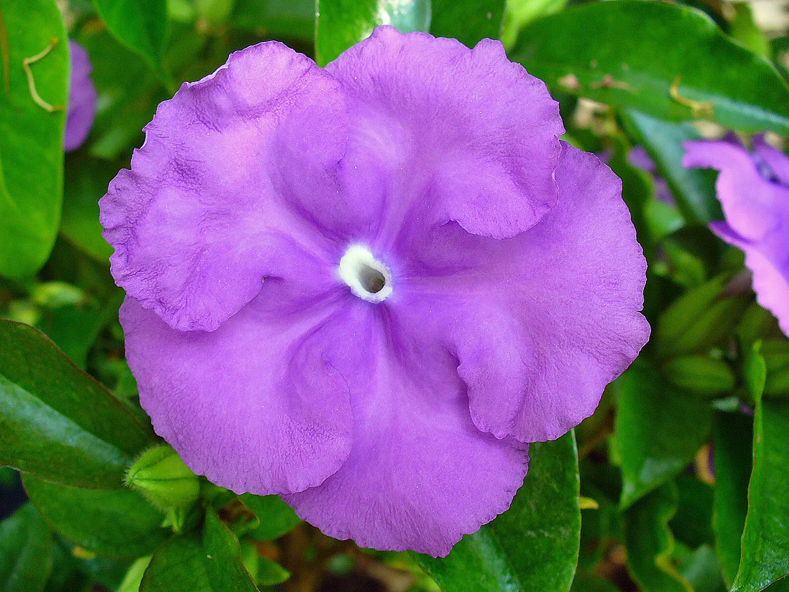 Yesterday-Today-And-Tomorrow (Brunfelsia Pauciflora) — commonly dubbed as Yesterday-Today-And-Tomorrow; it is ideally situated in an area that, image 78