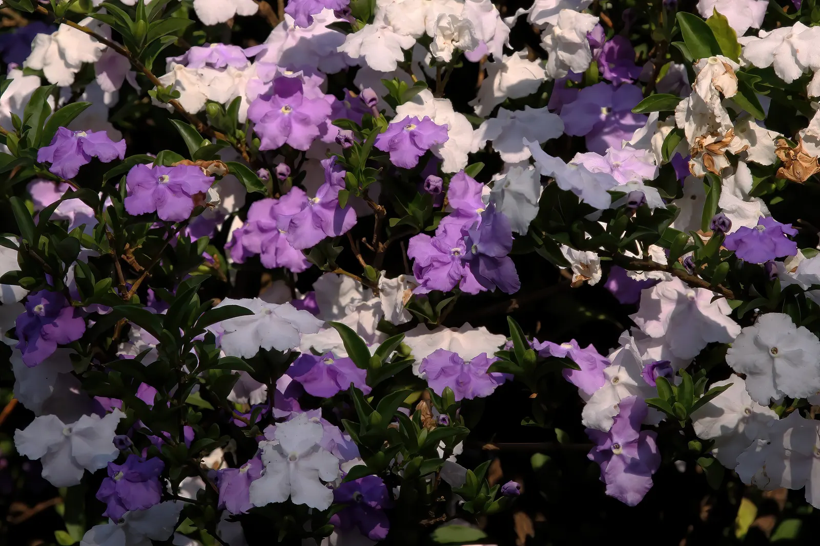 Yesterday-Today-And-Tomorrow (Brunfelsia Pauciflora) — Plant in fertile, well-drained soil and water moderately