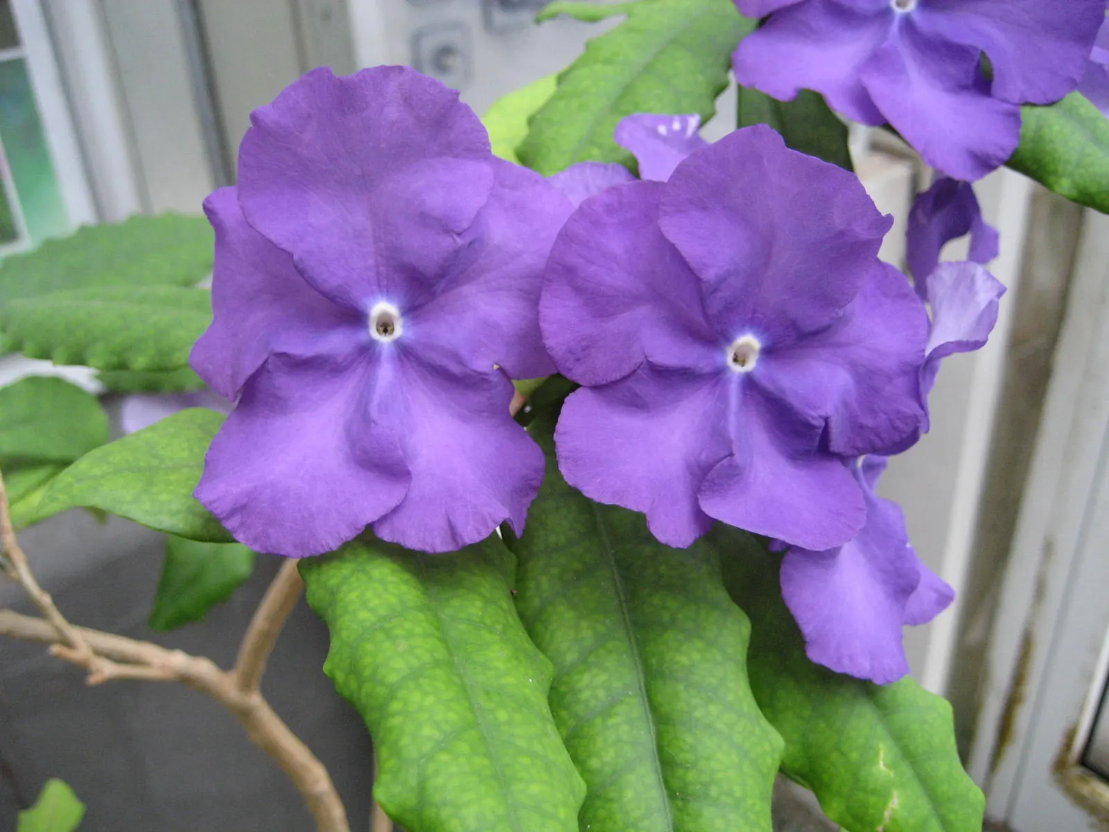 Yesterday-Today-And-Tomorrow (Brunfelsia Pauciflora) — slow-release fertilizer may be applied in spring and midsummer to sustain its nutritional, image 116