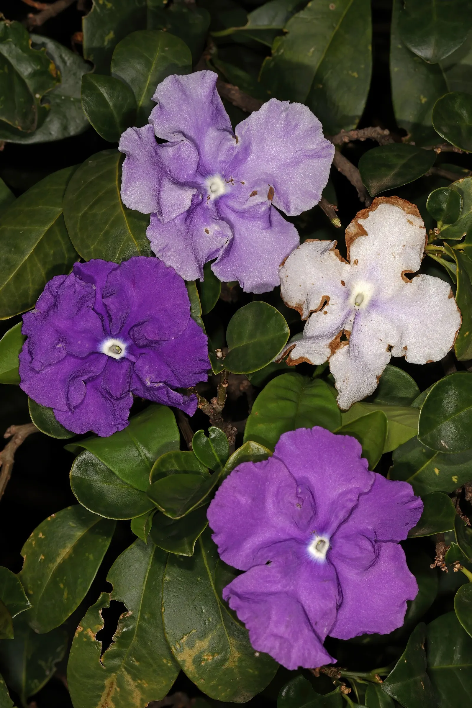 Yesterday-Today-And-Tomorrow (Brunfelsia Pauciflora) — However, caution is advised to prevent waterlogging