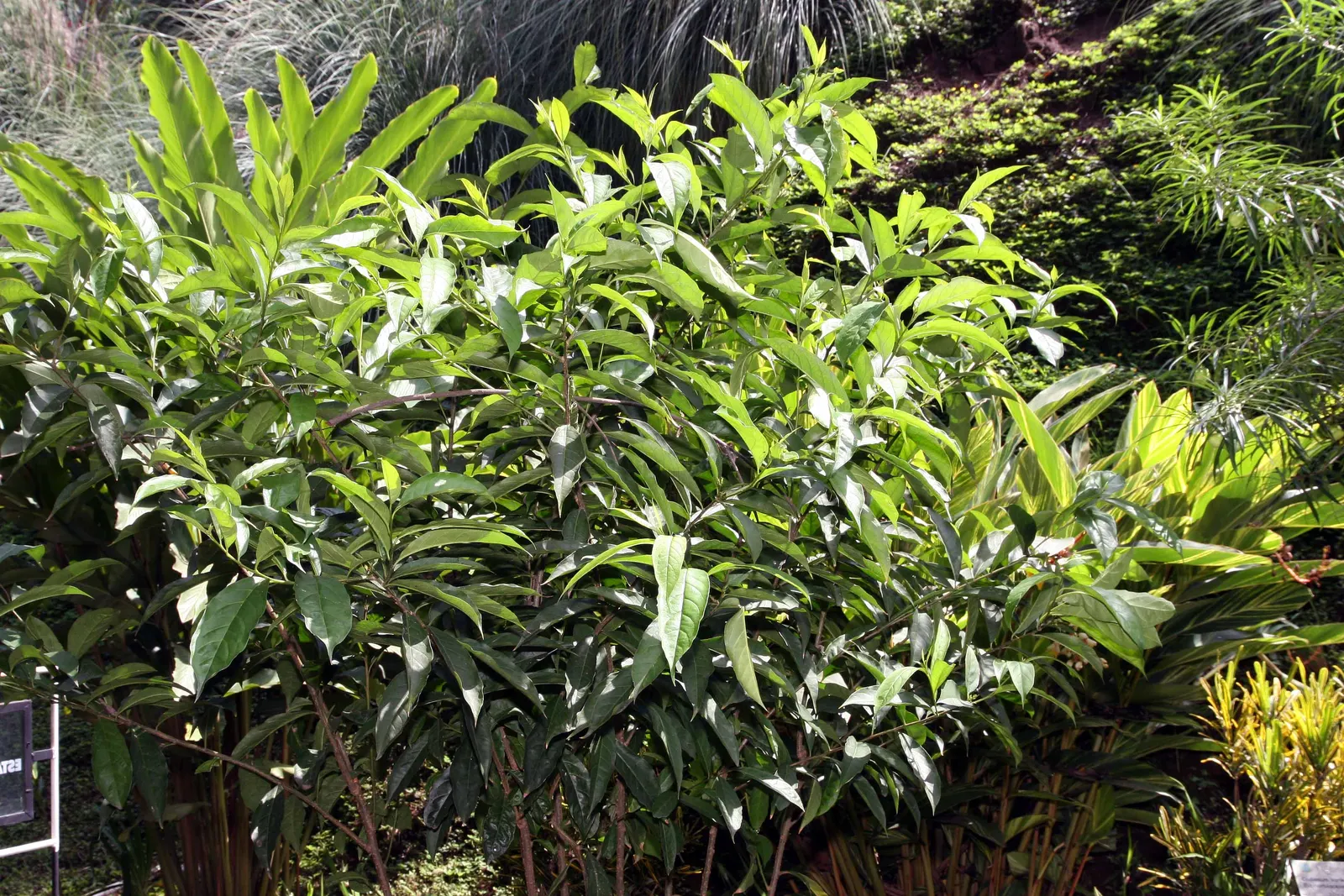 Yesterday-Today-And-Tomorrow (Brunfelsia Pauciflora) — Plant in fertile, well-drained soil and water moderately; the Yesterday-Today-and-Tomorrow, image 76