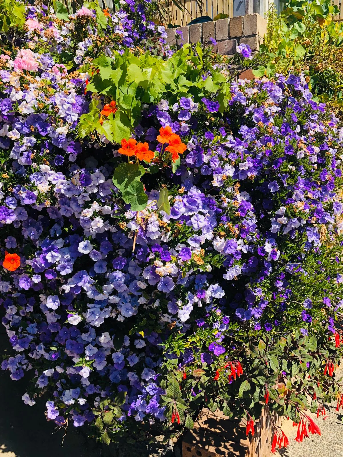 Yesterday-Today-And-Tomorrow (Brunfelsia Pauciflora) — commonly dubbed as Yesterday-Today-And-Tomorrow; it is ideally situated in an area that, image 126