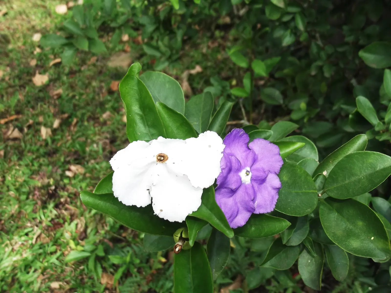 Yesterday-Today-And-Tomorrow (Brunfelsia Pauciflora) — offering a multisensory experience of fragrant flowers and dynamic color transformations in the