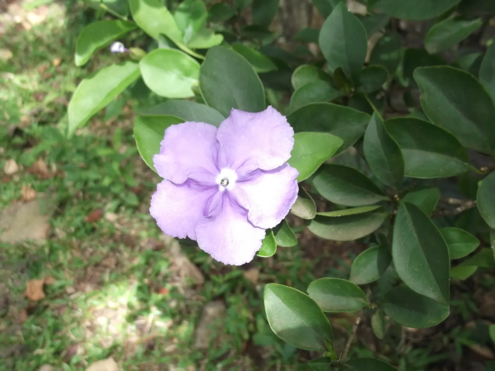 Yesterday-Today-And-Tomorrow (Brunfelsia Pauciflora) — lends an ever-changing palette of colors to the landscape; multi-colored and violet flowers, image 103