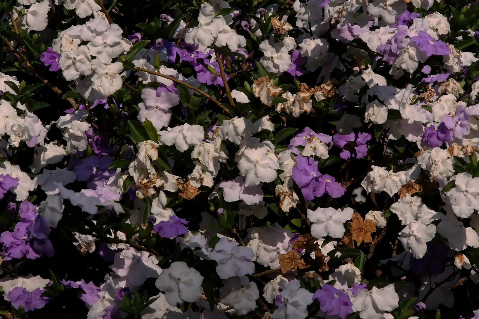 Yesterday-Today-And-Tomorrow (Brunfelsia Pauciflora) — echoing the passage of time; initially unfurling a deep violet hue, image 60
