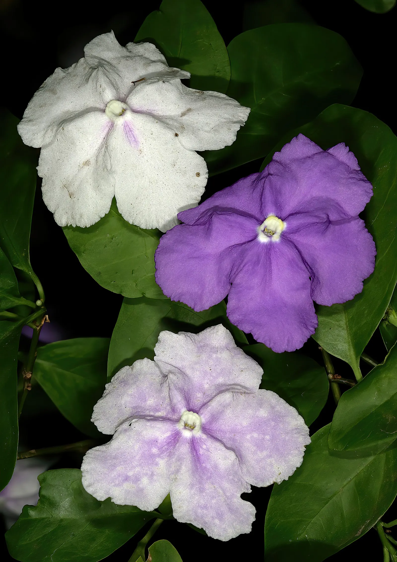 Yesterday-Today-And-Tomorrow (Brunfelsia Pauciflora) — shrub for half or shade; offering a multisensory experience of fragrant flowers and dynamic color