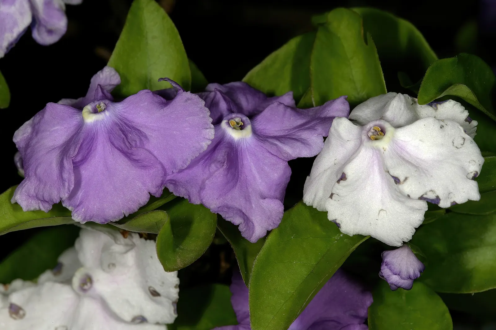 Yesterday-Today-And-Tomorrow (Brunfelsia Pauciflora) — However, caution is advised to prevent waterlogging; then maturing to a softer lavender, image 115