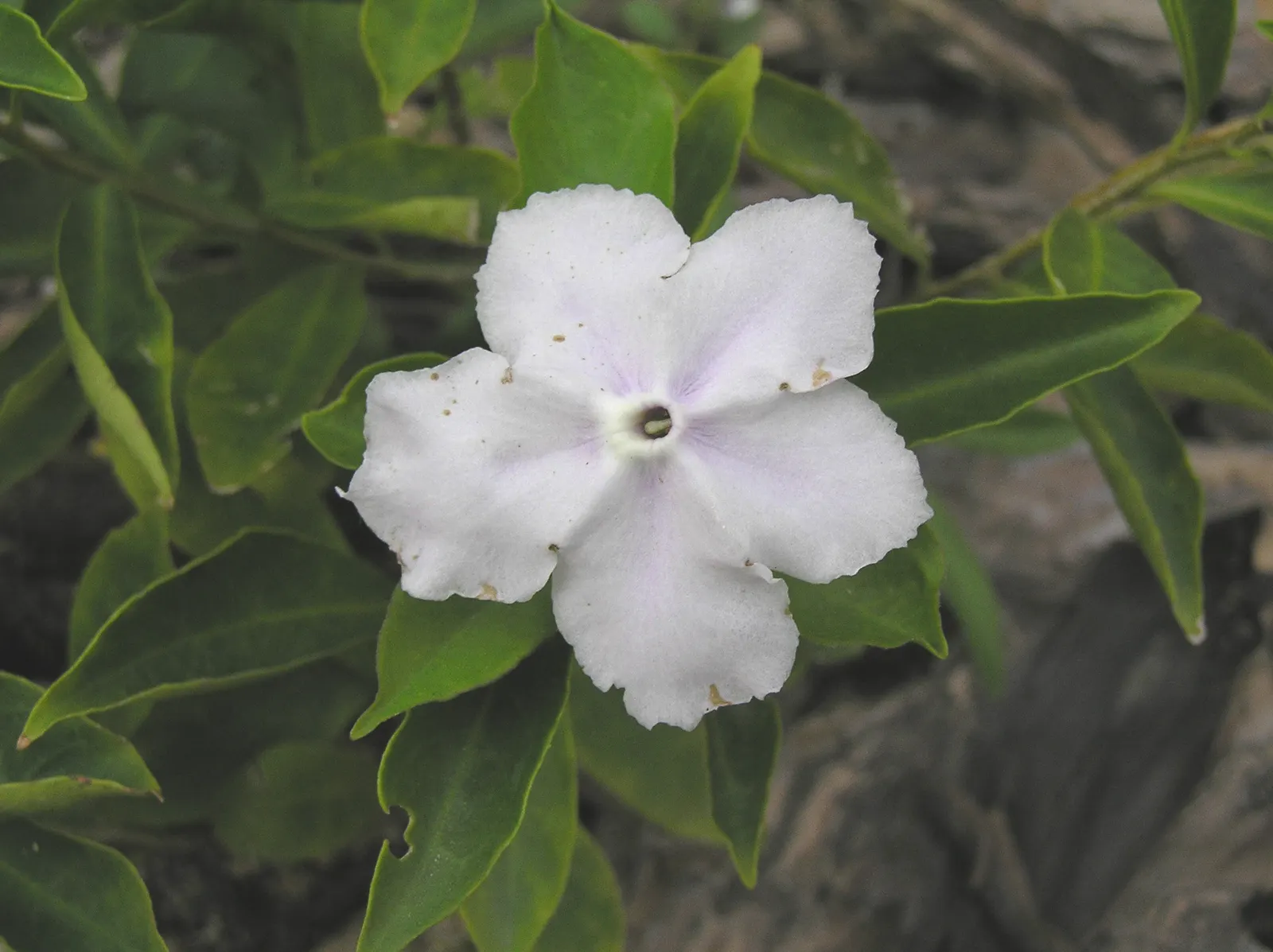 Yesterday-Today-And-Tomorrow (Brunfelsia Pauciflora) — Ideal for borders or as a focal point in warm-climate gardens