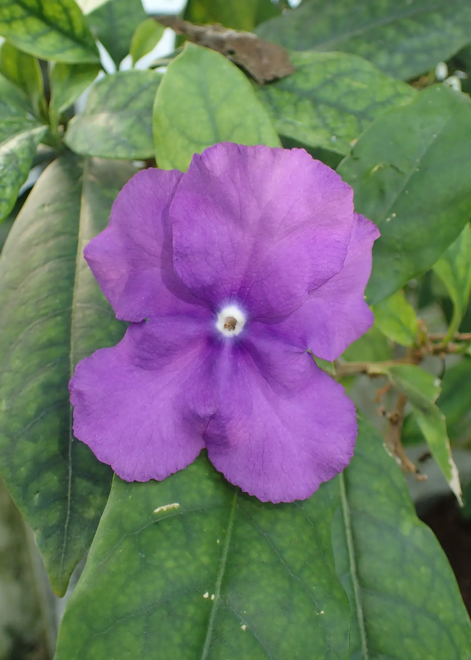 Yesterday-Today-And-Tomorrow (Brunfelsia Pauciflora) — It is ideally situated in an area that receives filtered sunlight or partial shade; commonly, image 87