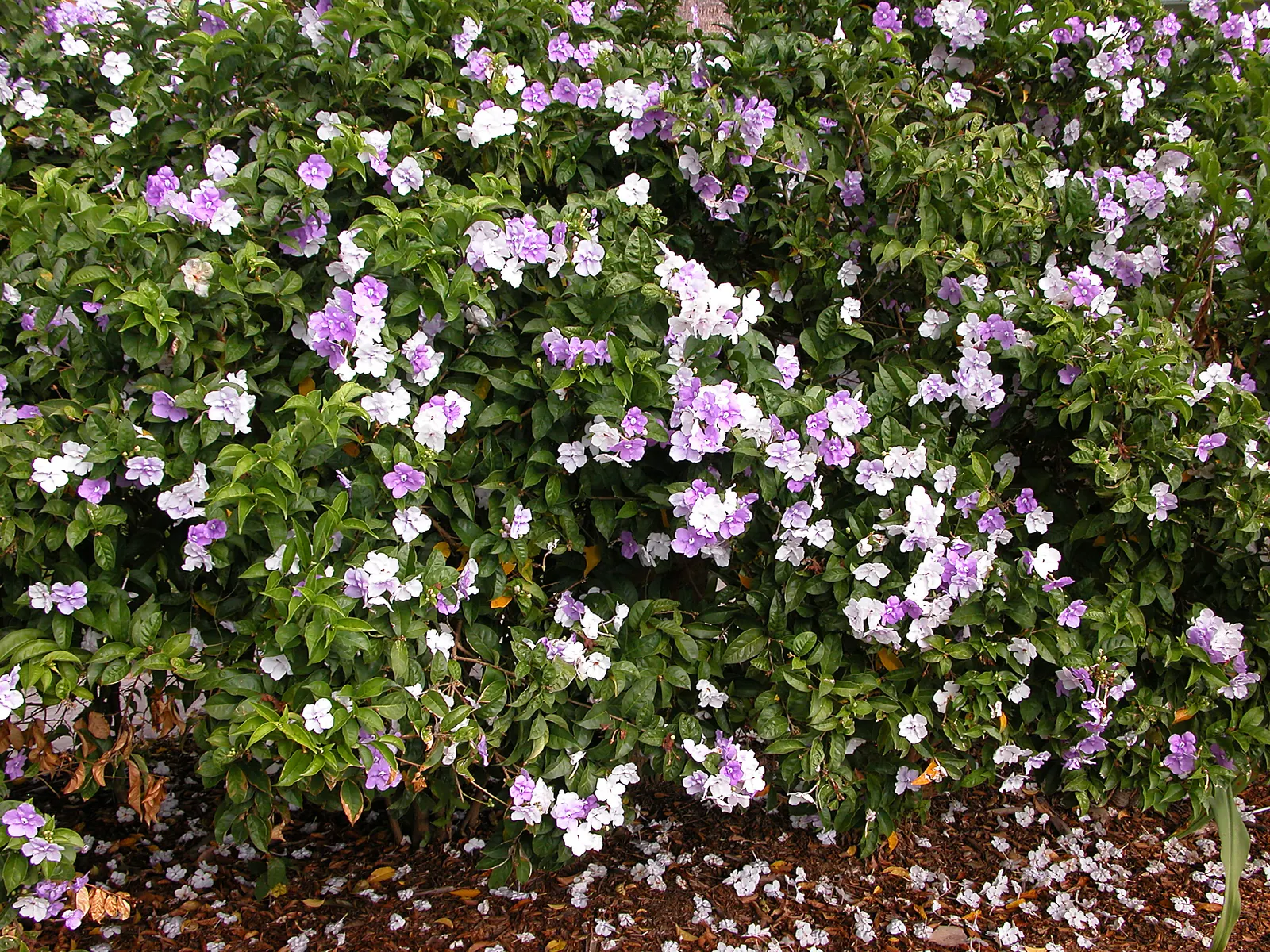 Yesterday-Today-And-Tomorrow (Brunfelsia Pauciflora) — echoing the passage of time; initially unfurling a deep violet hue