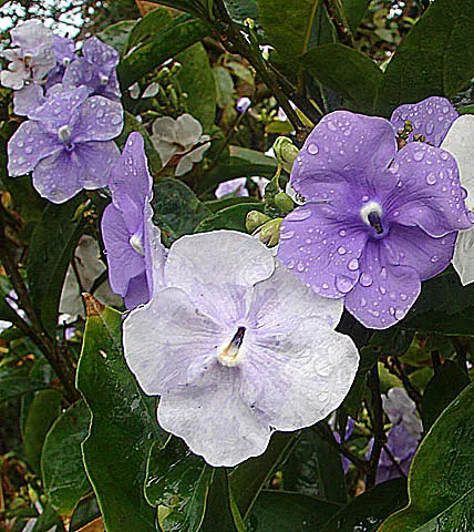 Yesterday-Today-And-Tomorrow (Brunfelsia Pauciflora) — initially unfurling a deep violet hue