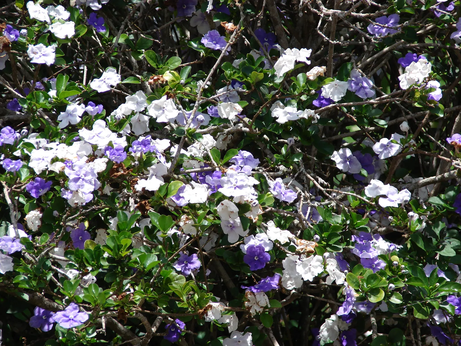 Yesterday-Today-And-Tomorrow (Brunfelsia Pauciflora) — However, caution is advised to prevent waterlogging; then maturing to a softer lavender, image 67