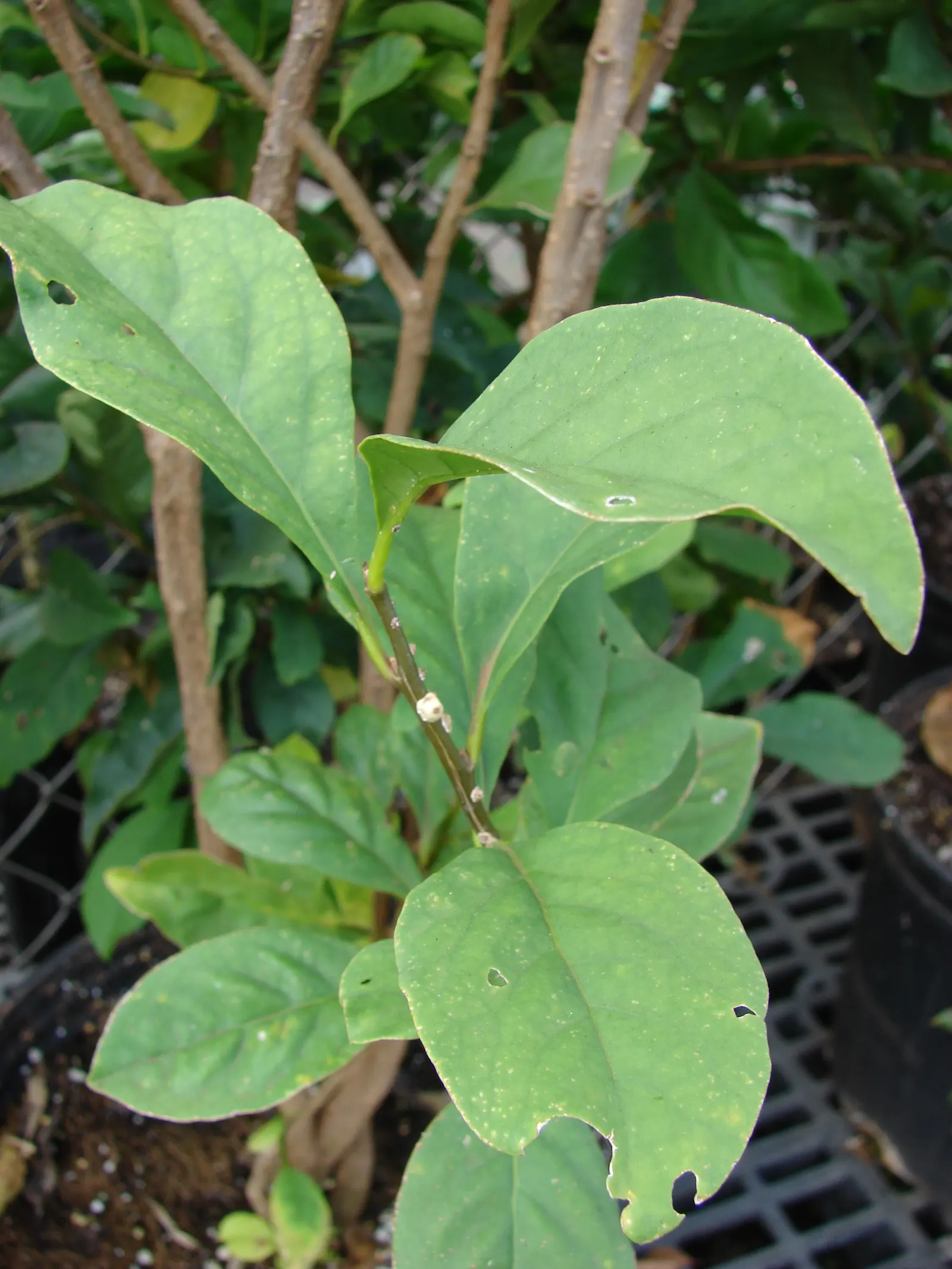 Yesterday-Today-And-Tomorrow (Brunfelsia Pauciflora) — Ideal for borders or as a focal point in warm-climate gardens; creating an ongoing visual, image 125