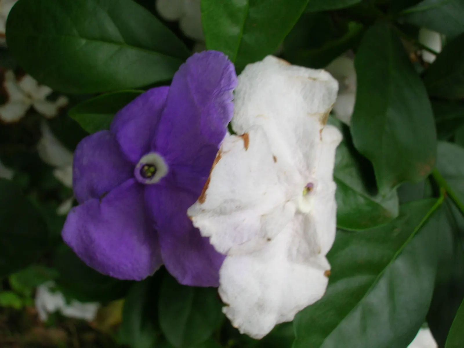 Yesterday-Today-And-Tomorrow (Brunfelsia Pauciflora) — lends an ever-changing palette of colors to the landscape; multi-colored and violet flowers, image 79