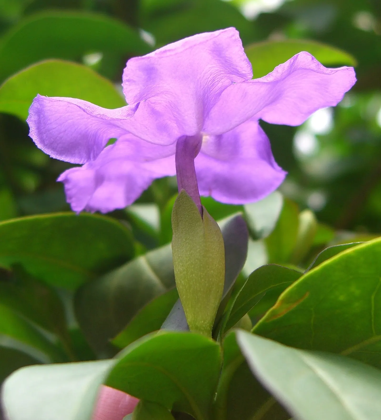 Yesterday-Today-And-Tomorrow (Brunfelsia Pauciflora) — famed for its trio of fragrant blooms that change color‚Äîpurple (yesterday); and finally, image 50