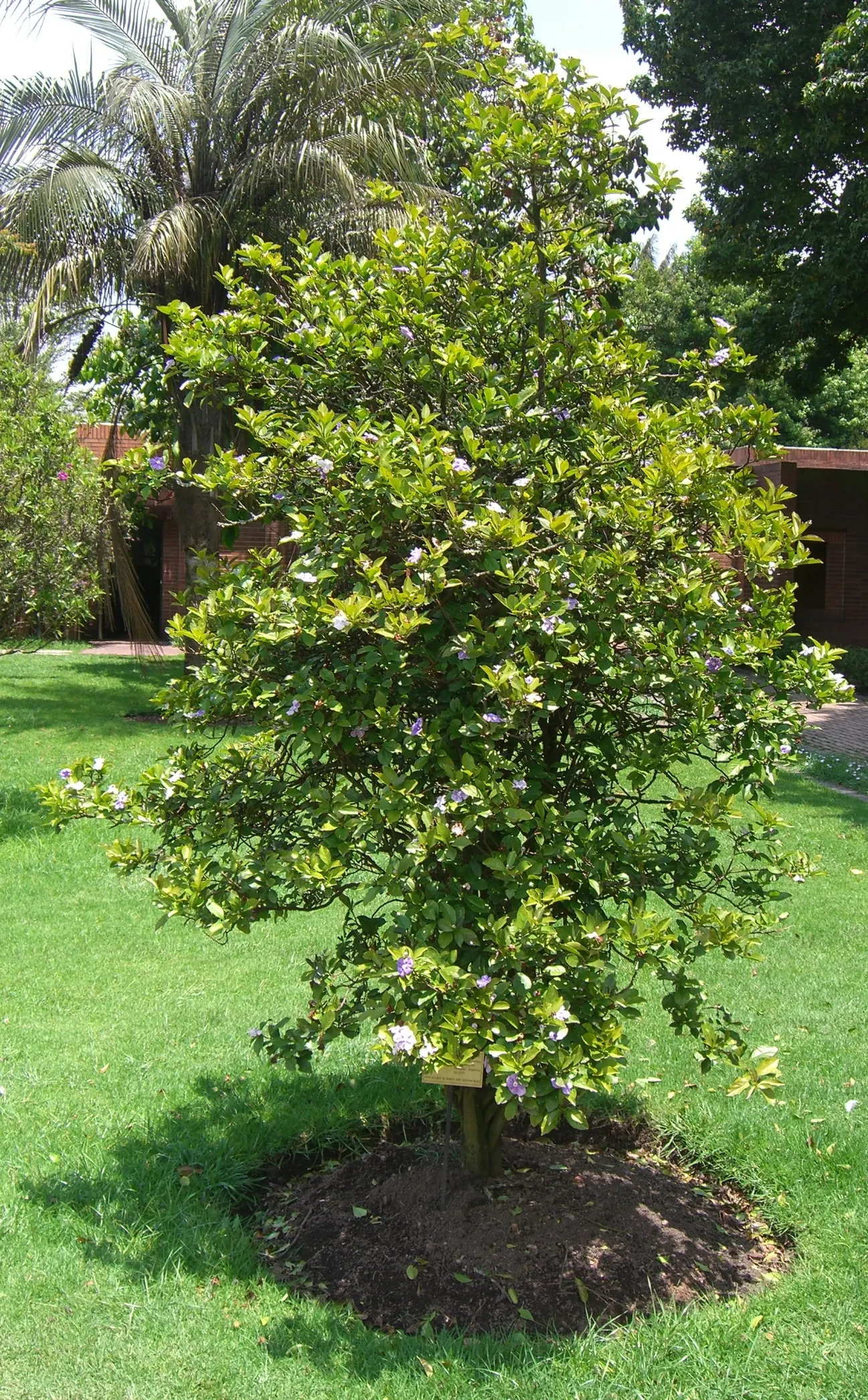 Yesterday-Today-And-Tomorrow (Brunfelsia Pauciflora) — inspires its poetic name.<br><br>Hardy in USDA zones 9 to 12